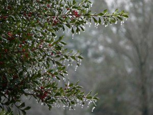 Knoxville, Tennessee, ice storm, holly tree, January 2013