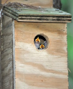 Me, me, over here, me!!!!!