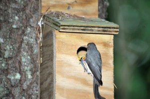 Busy parent tending to all the children.